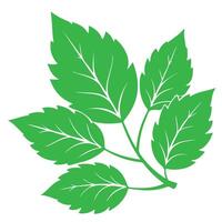 Green leaves illustration isolated on white background for nature and plant design vector