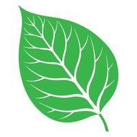 Green leaf icon isolated on white for eco nature design vector