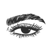 Eye With Eyebrow Silhouette Illustration. Beauty And Expression Concept Isolated Illustration vector