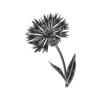 Black And White Cornflower Silhouette Illustration. Nature'S Elegance And Simplicity Captured In Art. Isolated Illustration vector