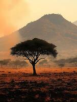 Silhouette of an acacia tree at sunset in the African savanna, dramatic landscape image. photo