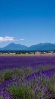 Lavender Field with Mountain Range in the Background. A stunning view of a vibrant purple lavender field set against a majestic mountain backdrop under a clear blue sky. photo