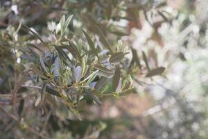 Olive tree branches with new leaves and blossoms in spring photo