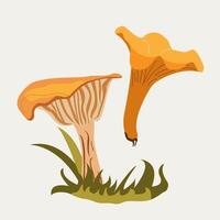 Chanterelle mushrooms sprouting from grass, natural forest element. For forest food concepts, organic design, or seasonal decorations. vector