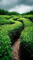Lush Green Tea Plantation Path A Serene Landscape Image. photo