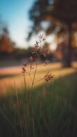 Close Up of a Single Grass Plant at Sunset, Illuminated by Golden Light. photo