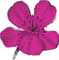 Pink wildflower with detailed petals and botanical texture. Vintage floral illustration with isolated decorative art. vector