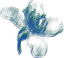 Single wildflower bloom with detailed petals and stamen. Botanical illustration in vintage style. vector