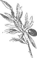 Olive branch with leaves in monochrome style. Vintage botanical illustration of an iconic Italian symbol. vector
