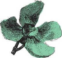 Single wildflower bloom with large petals shown in a vintage sketch style. Green monochrome botanical illustration with hand-drawn engraved lines. vector