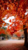 Vibrant Autumn Maple Leaves A Close Up of Nature's Fall Colors. photo