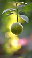 A Single Lime Hanging from a Branch, Close Up. Sunlight Filters Through the Leaves. photo