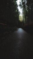 Serene Path Through a Bamboo Forest A Tranquil Scene in Nature. photo