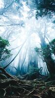 Mystical Foggy Forest Ancient Trees and Exposed Roots. photo