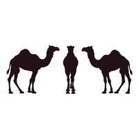 Three silhouette camels facing different directions on white background vector