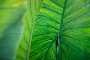 A close up of a green leaf with a large green center photo