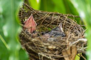 A bird nest with two baby birds in it photo