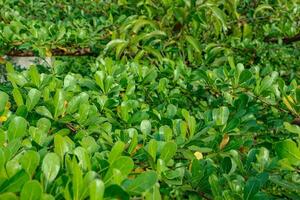 Lush Green Leaves Background Texture in Tropical Garden photo