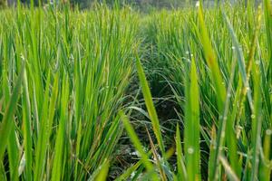 Lush Green Grass with Dew Drops in Field, Morning Light photo