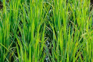 Green Rice Paddy Field with Morning Dew in Sunlight photo