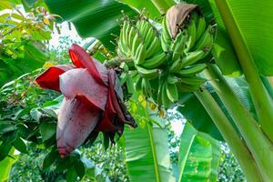 Banana Flower and Unripe Bananas Hanging From Tree photo
