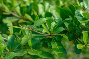 Branch with Bright Green Leaves Close Up Nature View photo