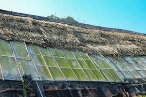 Thatched Roof Structure and Green Glass on a Sunny Day photo