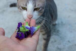 Cat Sniffing Flowers Held in a Hand Close Up photo