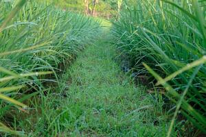 Walking Path Through Lush Green Grass Field with Morning Dew photo