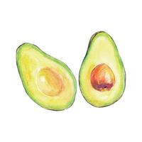 Watercolor illustration of sliced avocado. Two halves, one with pit. Perfect for food design, nutrition projects, healthy eating visuals, packaging, and botanical art. vector