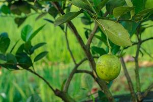 Green Citrus Fruit Hanging on a Tree in Natural Setting photo