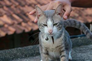 Petting a Striped Cat with a Bell Collar Outdoor photo