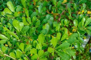 Dense Green Leaves Background Lush Foliage Texture photo