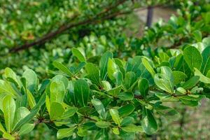 Green Leaves on Branch Close Up, Natural Background photo