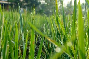 Green Paddy Field with Morning Dew Freshness photo