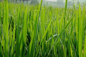 Green Grass with Water Droplets Sparkling in Sunlight photo