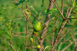 Immature Pomegranate Growing on Branch in Garden photo