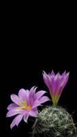 Time lapse of two purple flowers are on top of a cactus video