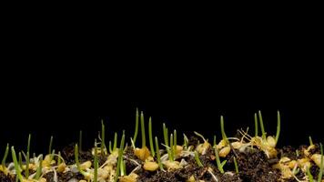 A close up of grass sprouting from soil video