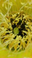 The inside of a yellow flower with yellow petals video