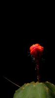 A time lapse of cactus plant with a red flower on top video