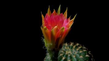 A cactus flower with a bright red center video