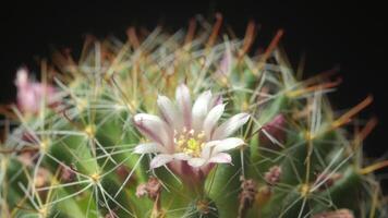 A cactus plant with a single flower on top video