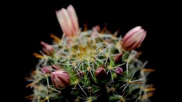 A time lapse of cactus plant with pink flowers on a black background video