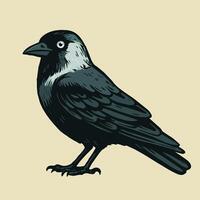 An illustration of a Western jackdaw illustration. The bird is depicted from the side. Fierce eye.Light yellow background vector