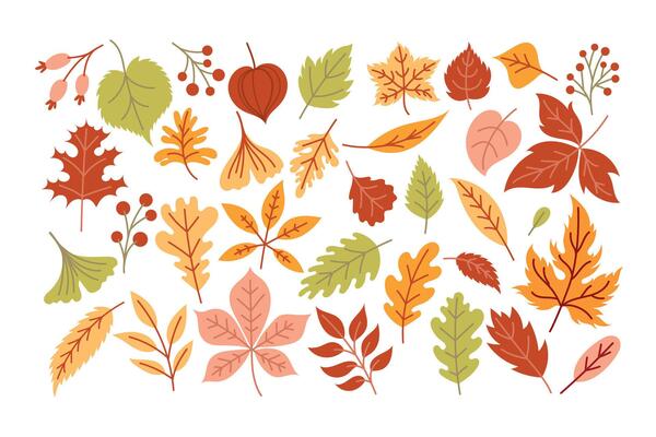 Set of autumn leaves, fallen leaves, hand drawn