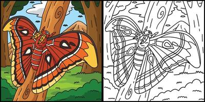 Insect Atlas Moth Animal Colored Illustration vector