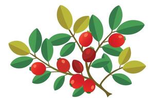 Lush Lingonberry Branch with Ripe Red Berries, Vibrant Green Leaves, Isolated on White Background, Autumnal Mood vector