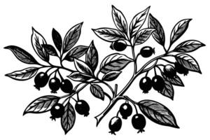Serene Black and White Illustration of Lush Blueberry Branch with Ripe Berries, Detailed Leaves, and Elegant Artistic Style vector