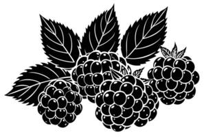 Bold Black and White Illustration of Juicy Raspberries with Lush Leaves, Evoking a Rustic, Farm-Fresh Mood vector